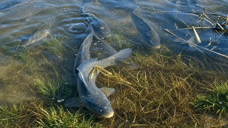 Водные биологические ресурсы в водоеме